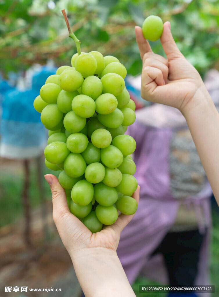 阳光玫瑰葡萄