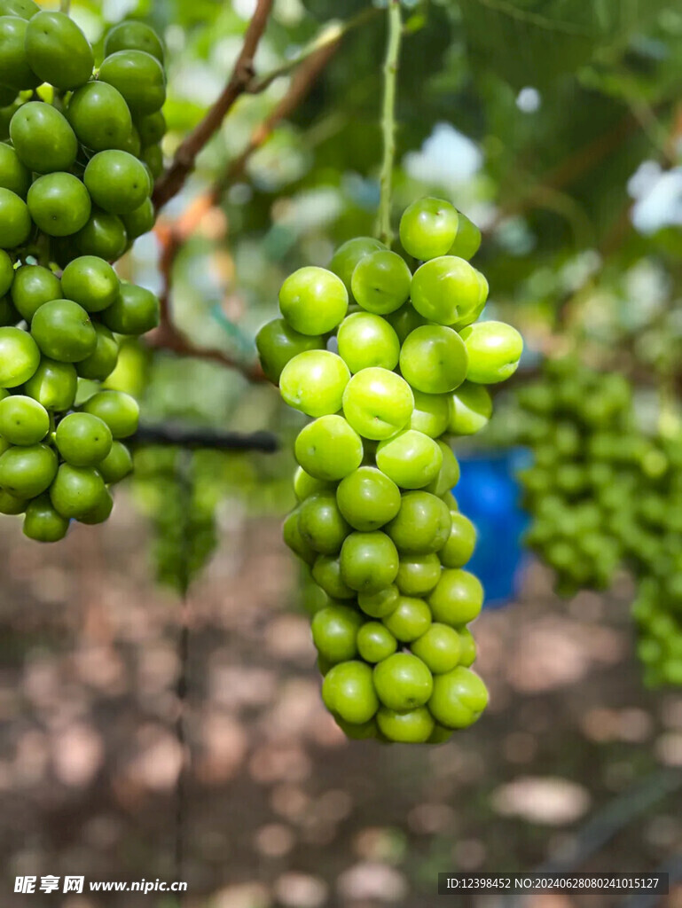 阳光玫瑰葡萄