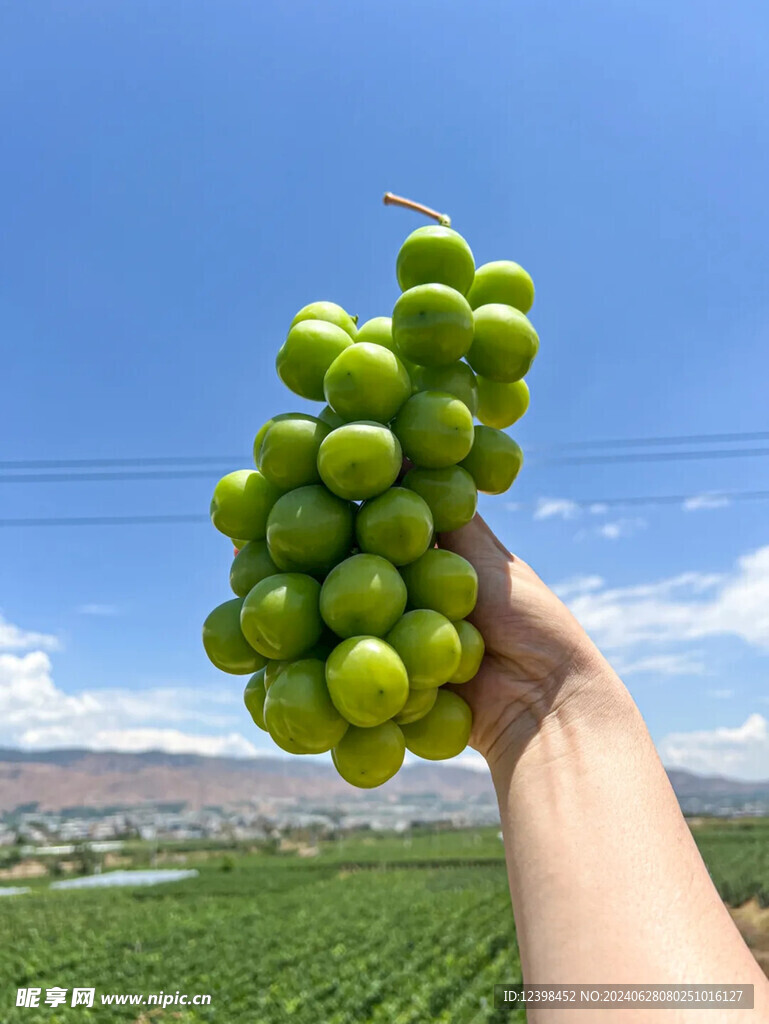 阳光玫瑰葡萄