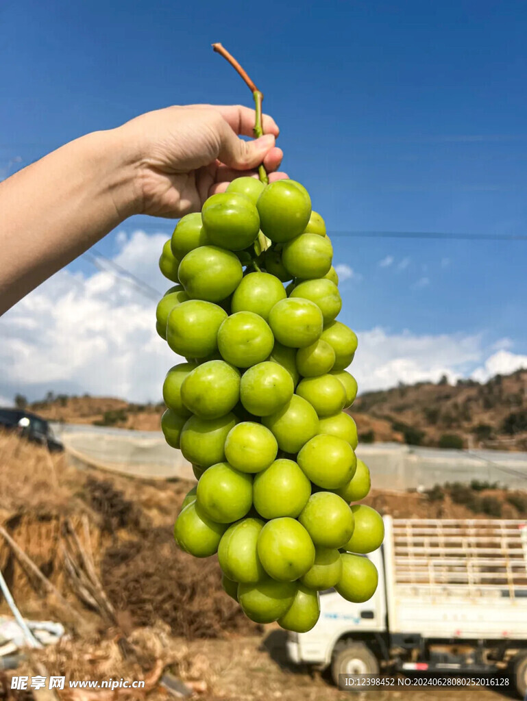 阳光玫瑰葡萄