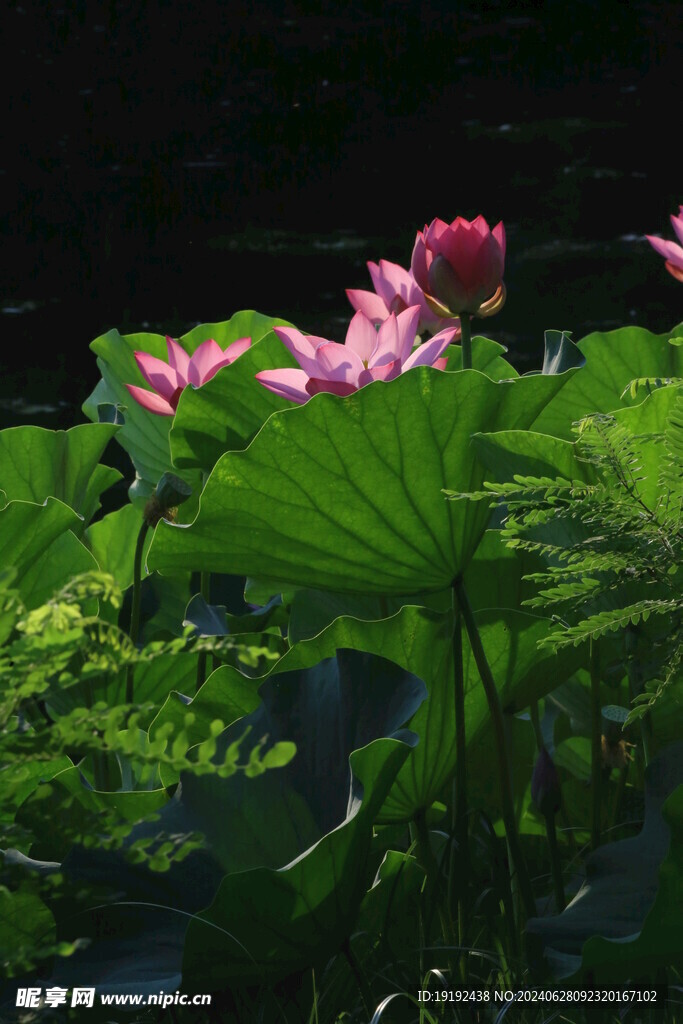 荷花荷叶 