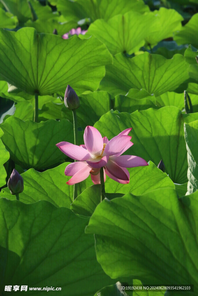 荷花荷叶 