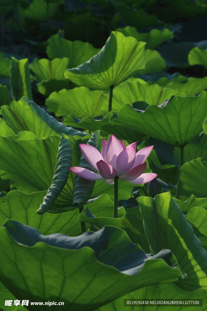 荷花荷叶  