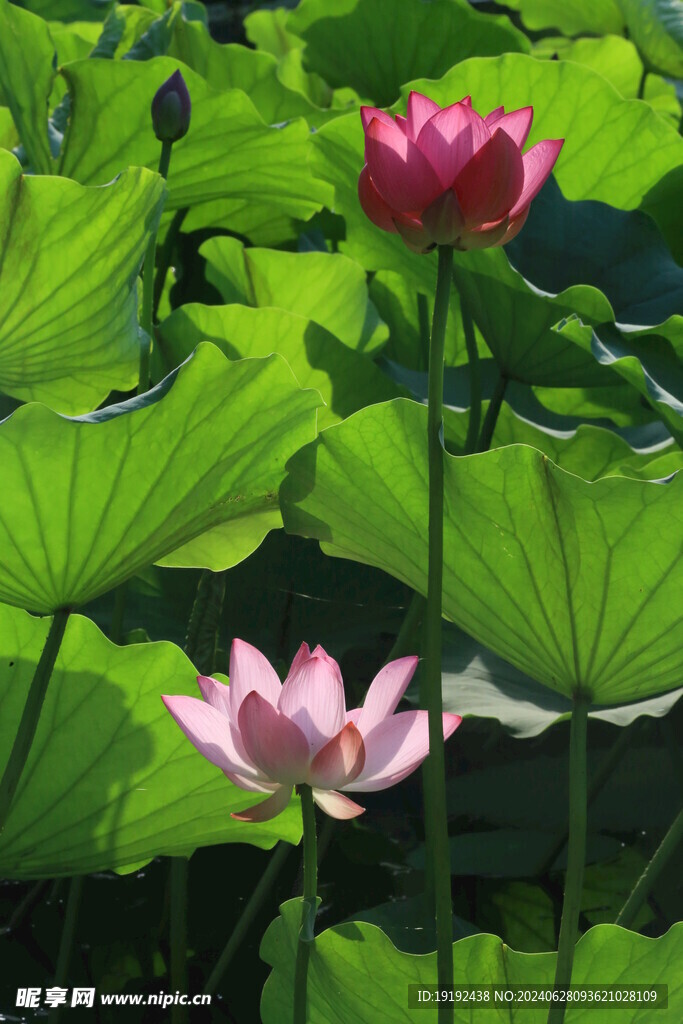 荷花荷叶  