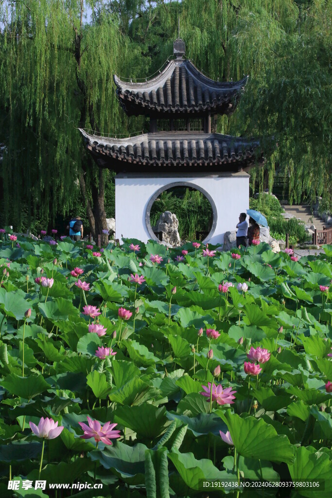 荷花荷叶  