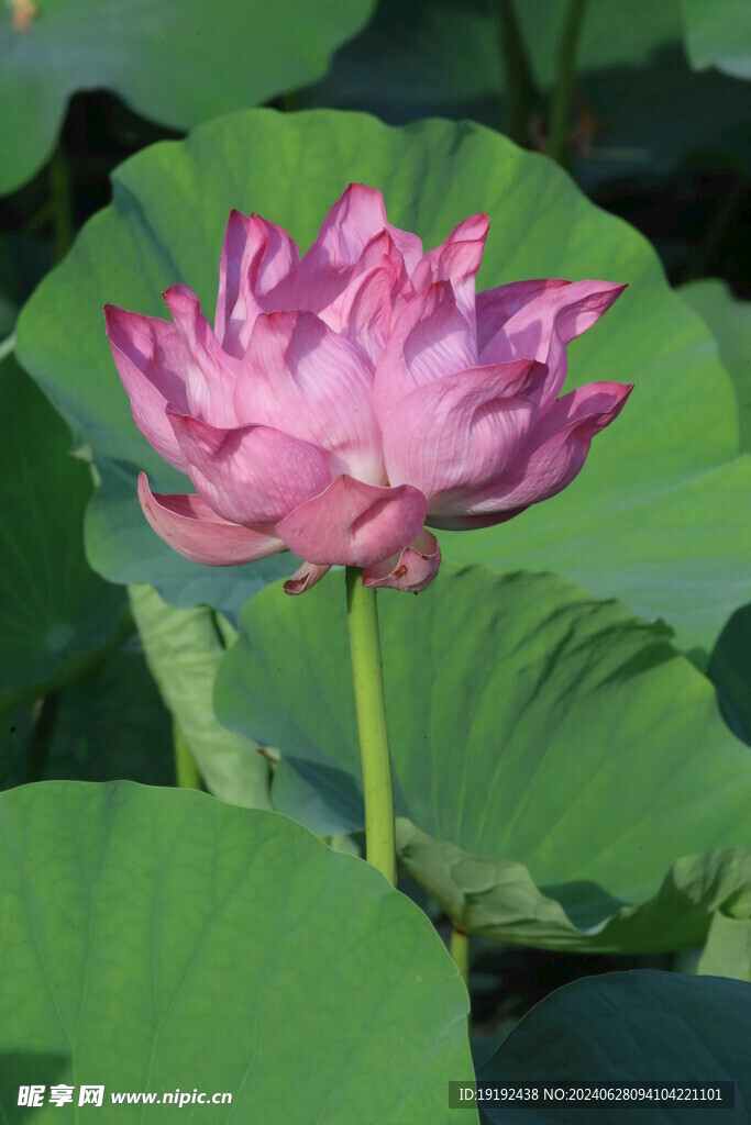 荷花荷叶  