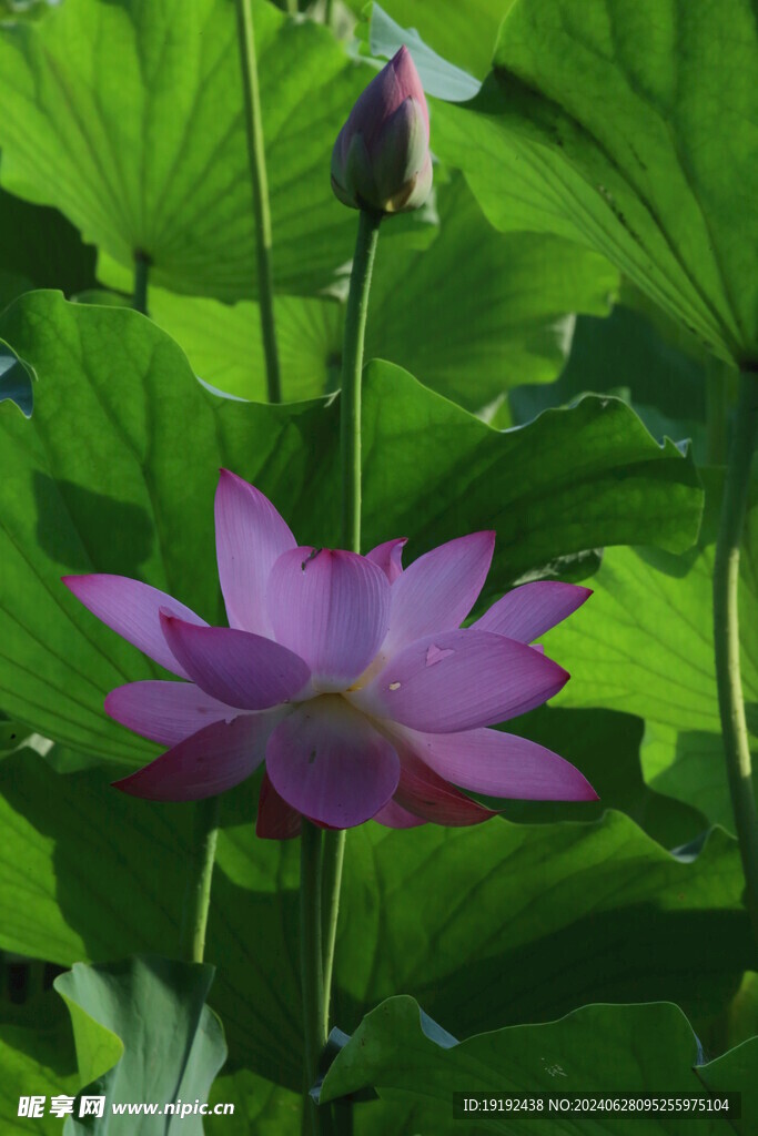 荷花荷叶  