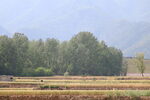 田野