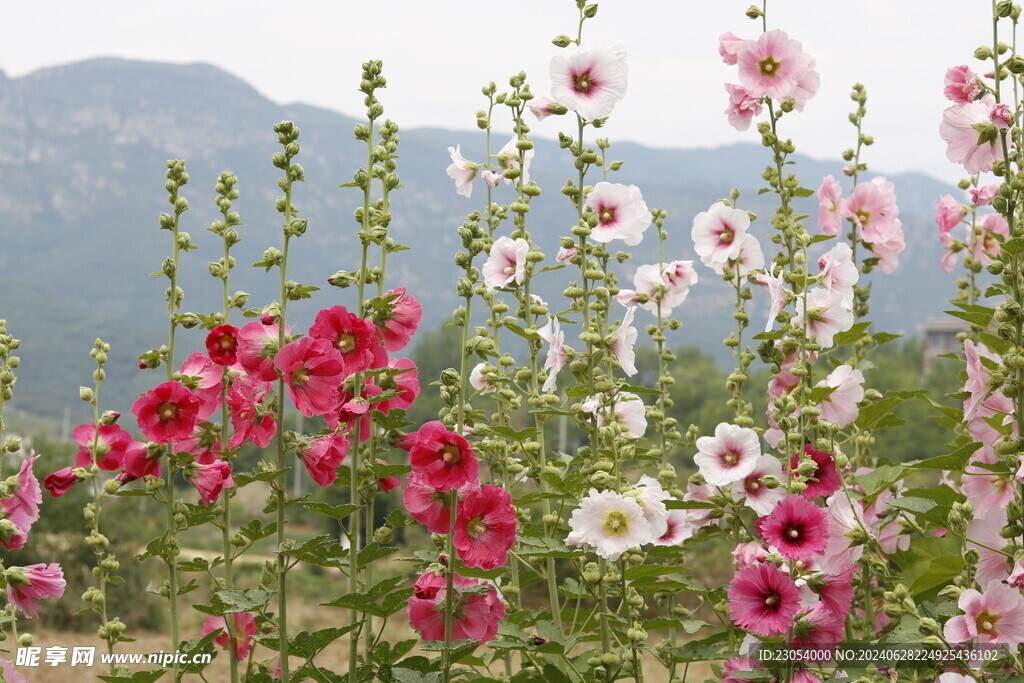 蜀葵花开