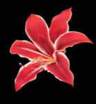 百合花