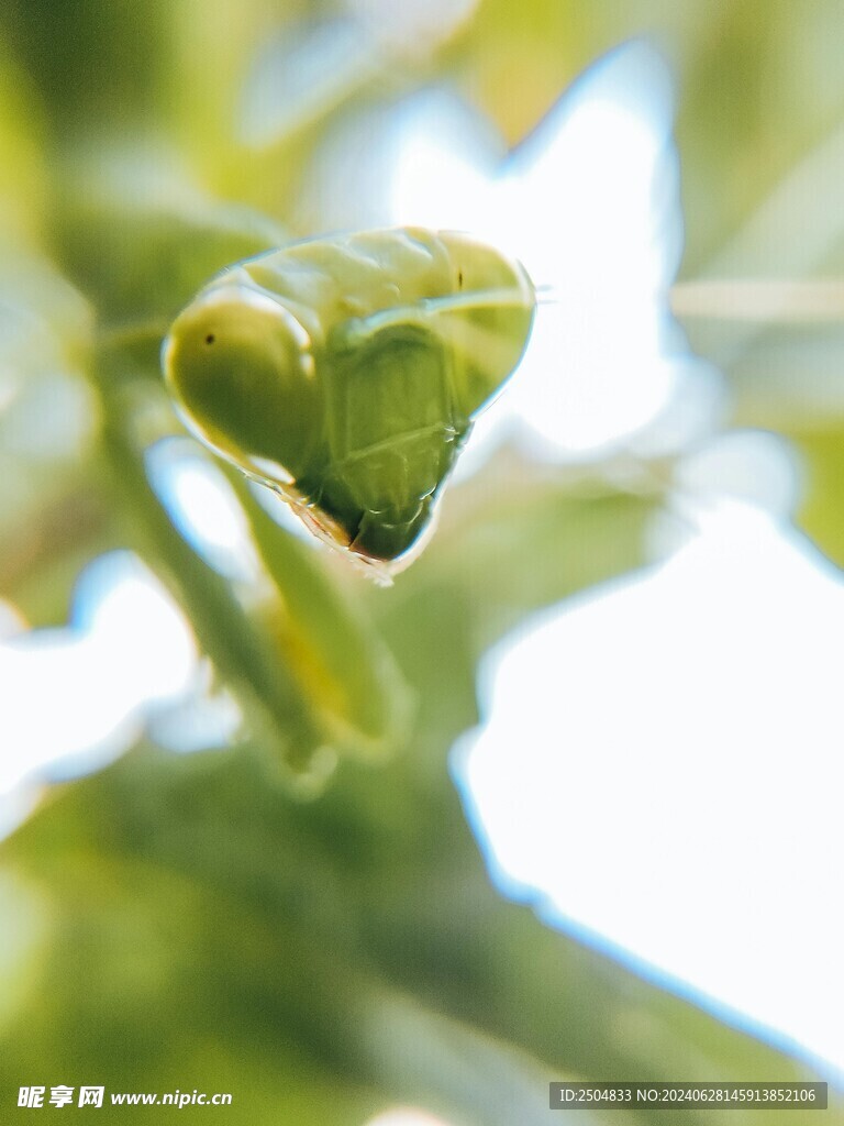 螳螂