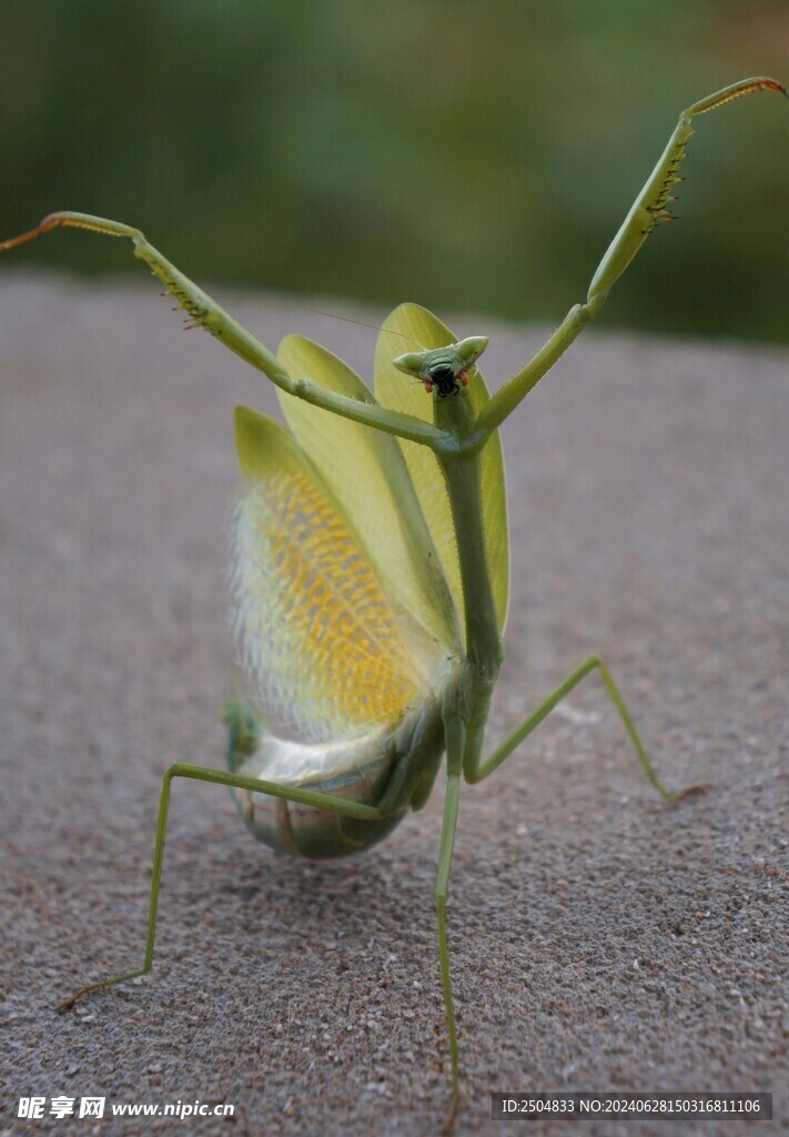 螳螂