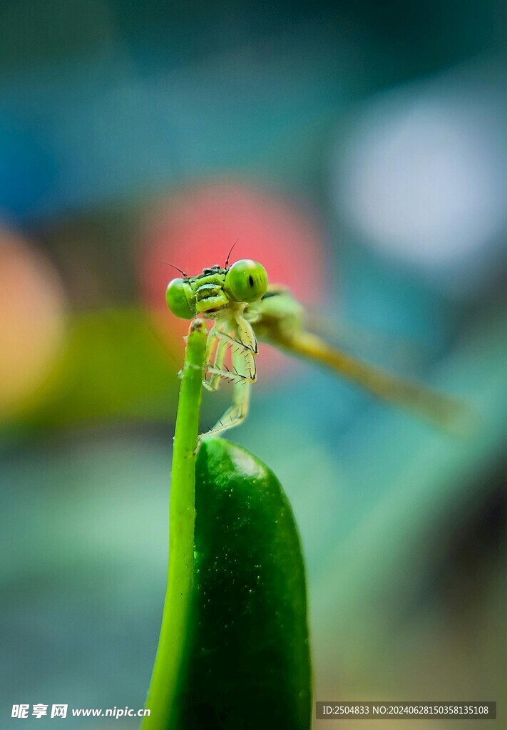 螳螂