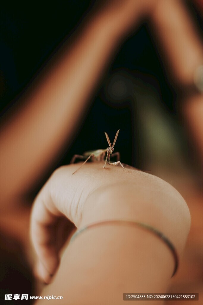 螳螂