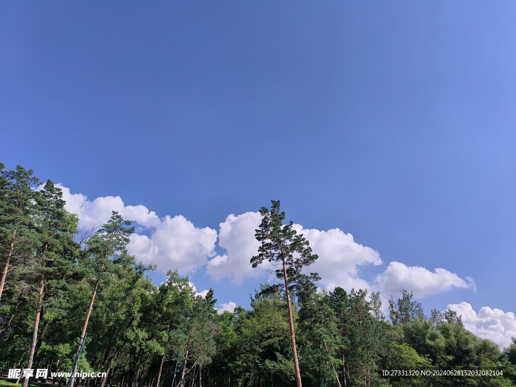 太阳岛森林