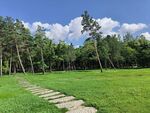 太阳岛森林