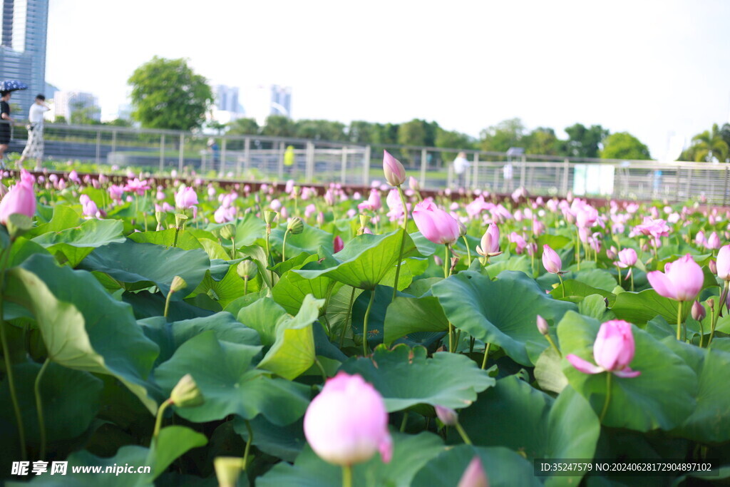 一池荷花