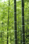  楠竹林 