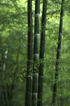 竹