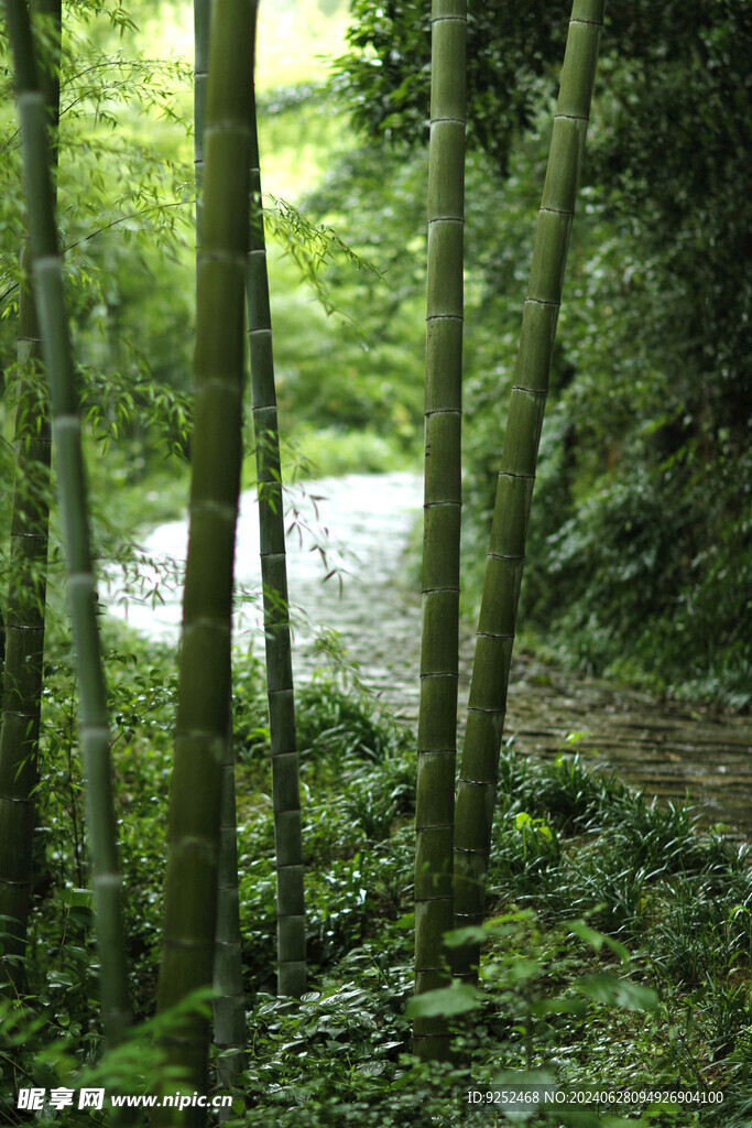 林中小路