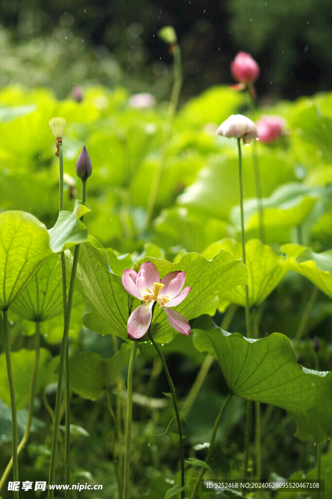 荷花 