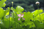 芙蓉 