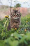 虎斑猫