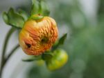 大丽花