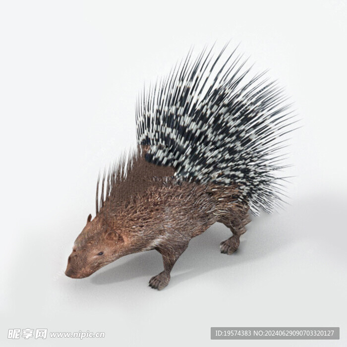 C4D模型 刺猬