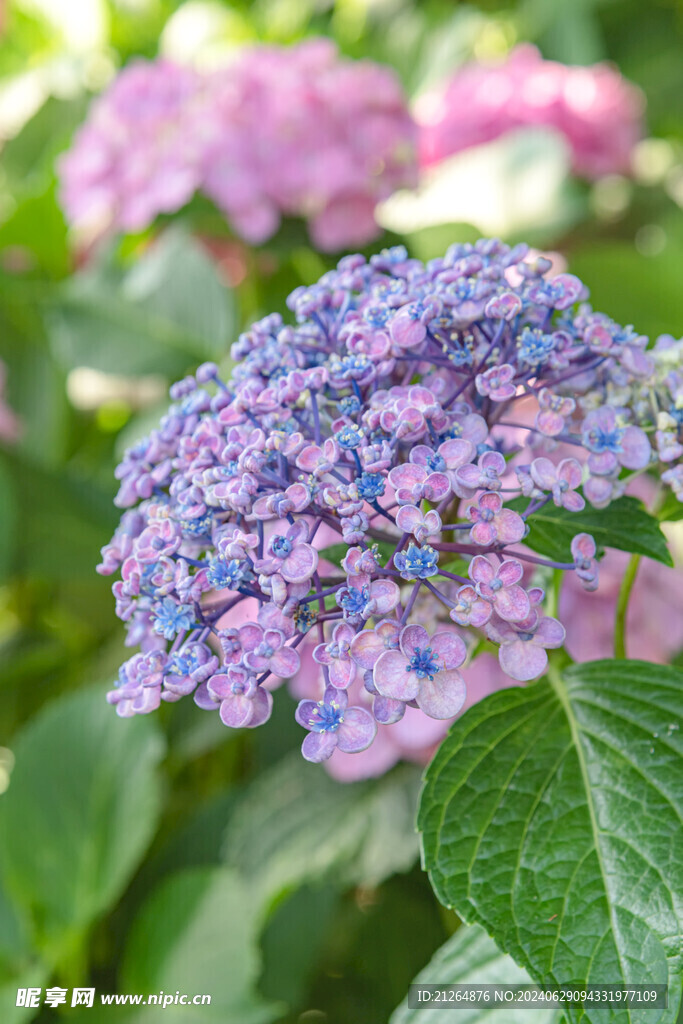 绣球花