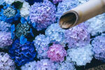 绣球花