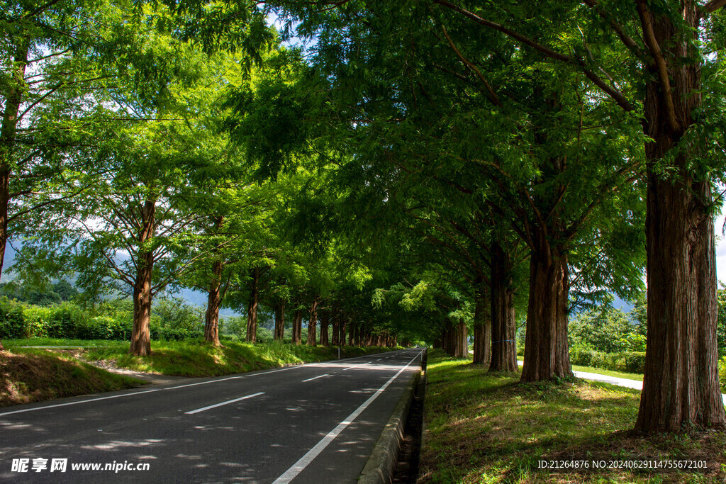道路大树