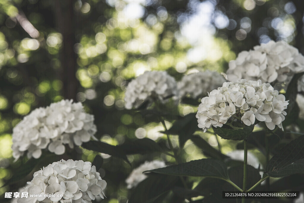 白色绣球花