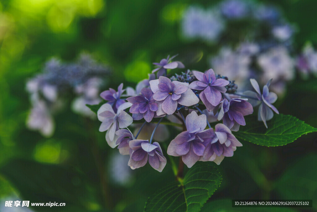 蓝色绣球花