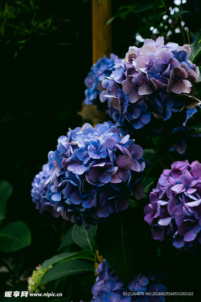 蓝色绣球花