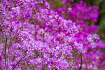 杜鹃花照片