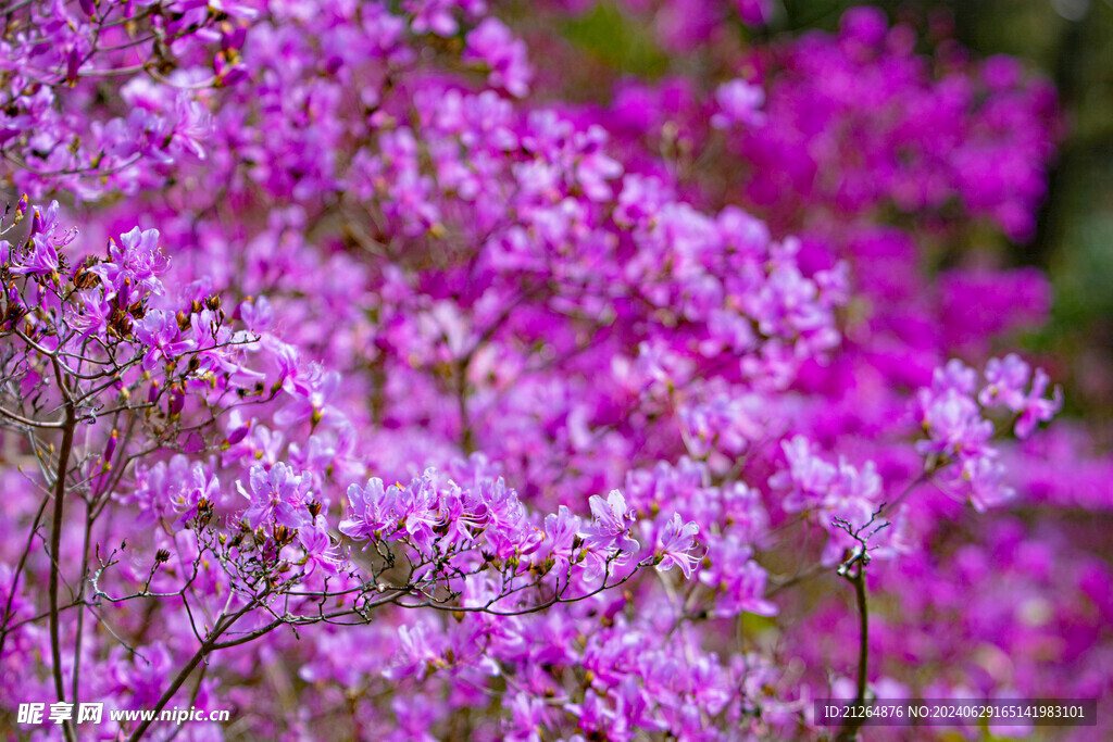 杜鹃花照片