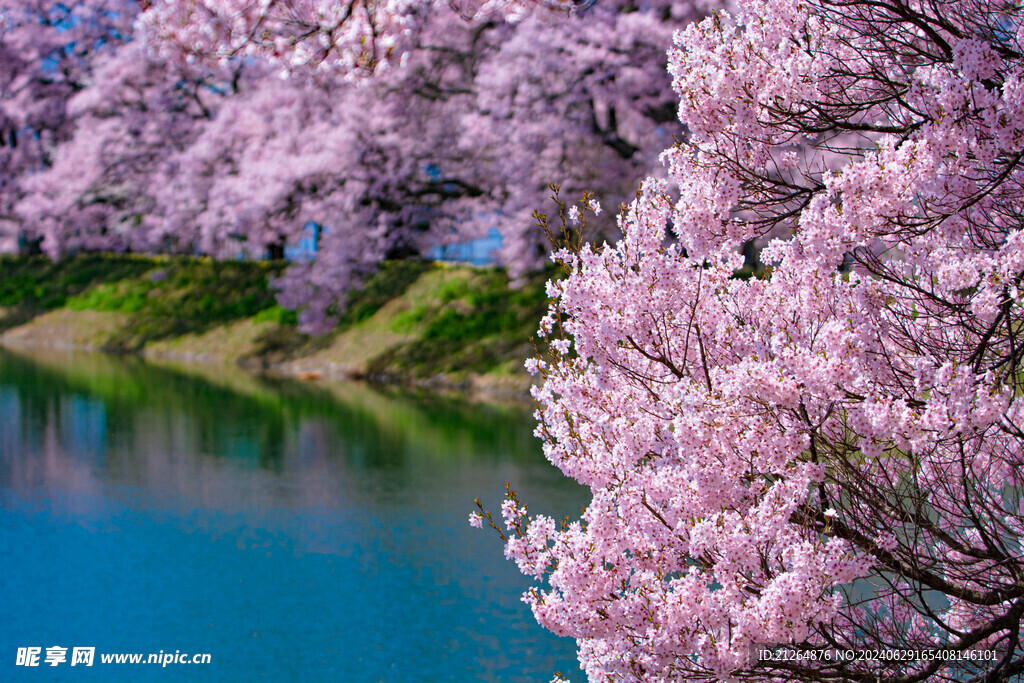 粉色桃花