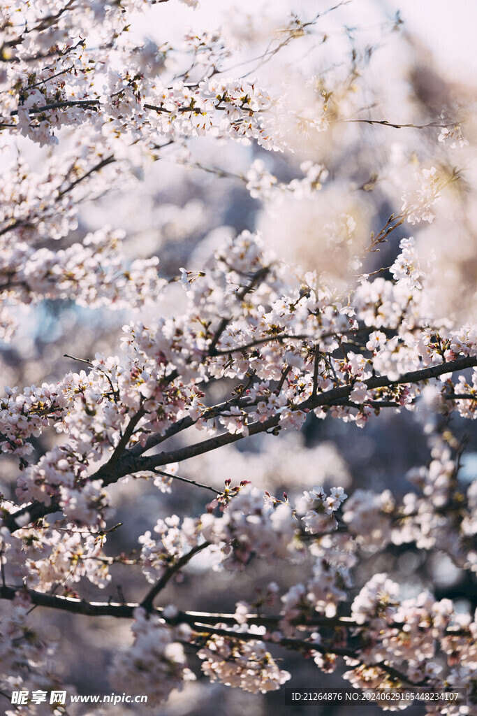 白色桃花