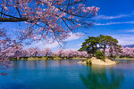 高田公园樱花