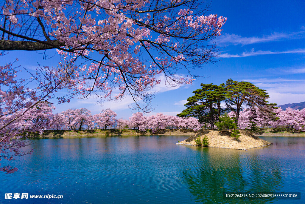 高田公园樱花