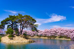 高田公园樱花