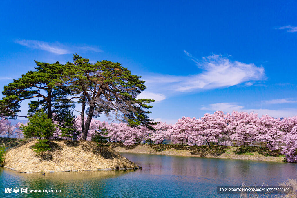 高田公园樱花