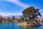 高田公园樱花