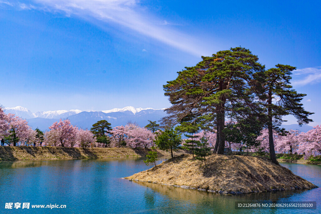 高田公园樱花