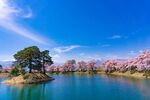 高田公园樱花 