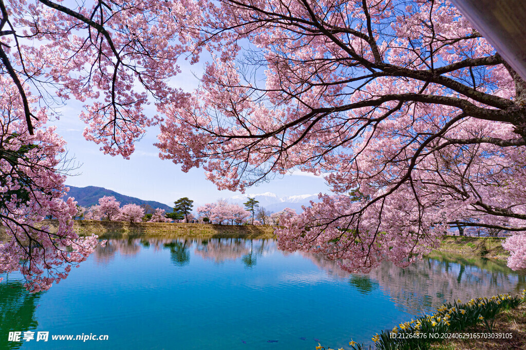 高田公园樱花 