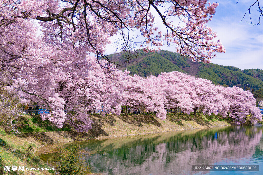 高田公园樱花