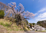 樱花树 
