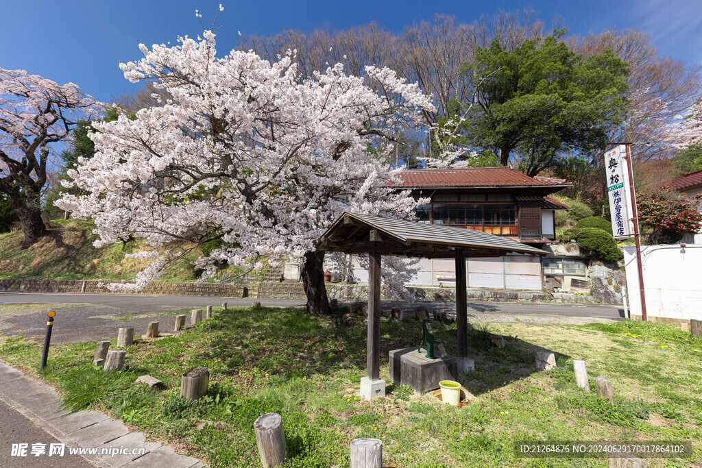 樱花树